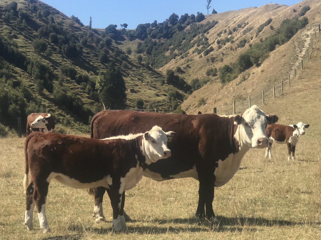 The Ardo Hereford Cow Herd Morrison Farming